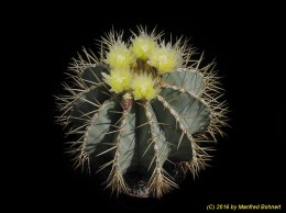 Ferocactus glaucescens 886